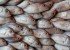 El Pescado: Nutrientes y Salud