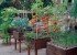 Verduras y hortalizas en tu terraza