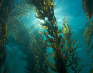 ¿Qué son y para que sirven las Algas de Kelp?