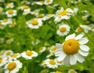 Plantas medicinales, la solución a muchos problemas de salud