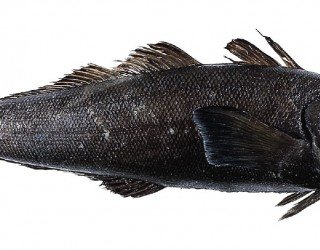 Alimentos Sanos: Pescado Blanco