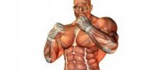 Claves para ganar masa muscular