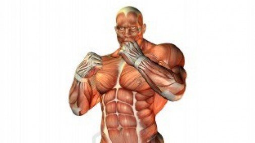 Claves para ganar masa muscular
