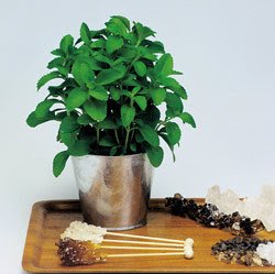 Stevia en maceta