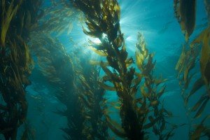 Algas de Kelp