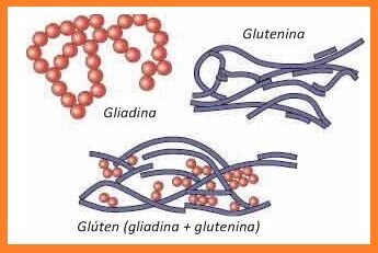 gluten-1-3377134